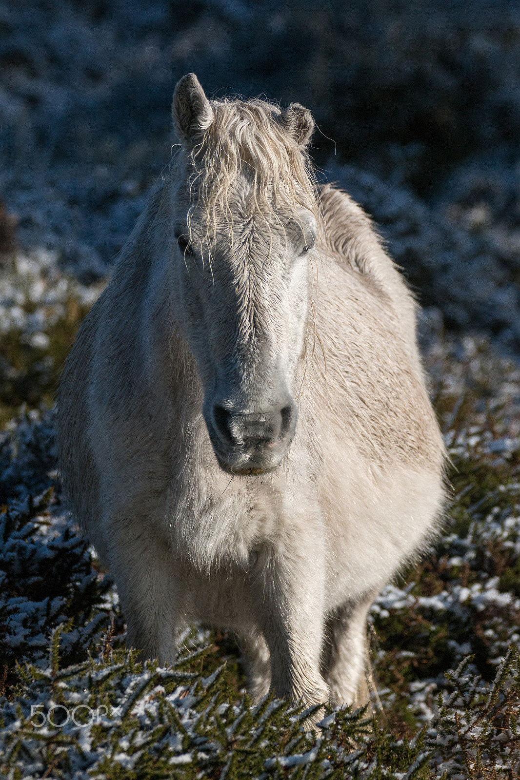 150-600mm F5-6.3 DG OS HSM | Contemporary 015 sample photo. Half ear photography