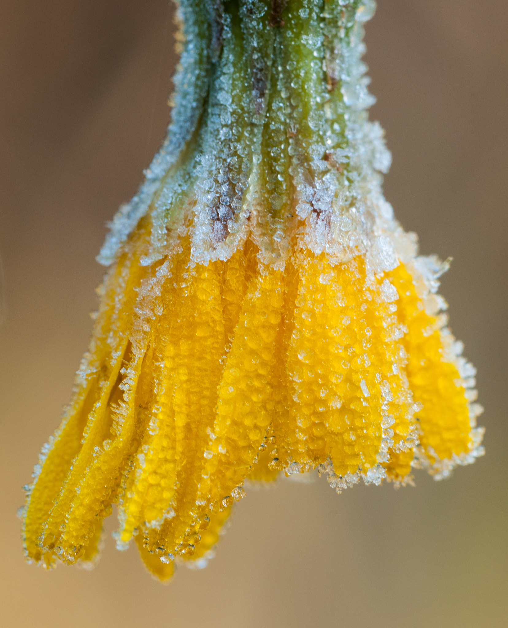 Sigma 150mm F2.8 EX DG Macro HSM sample photo. Frostbite mk photography