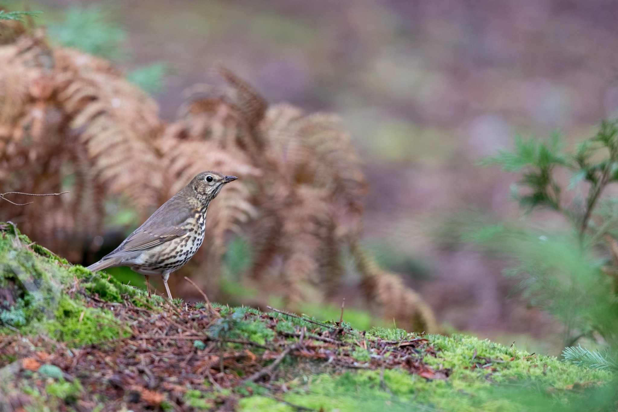 Canon EF 500mm F4L IS II USM sample photo. Spotted! photography