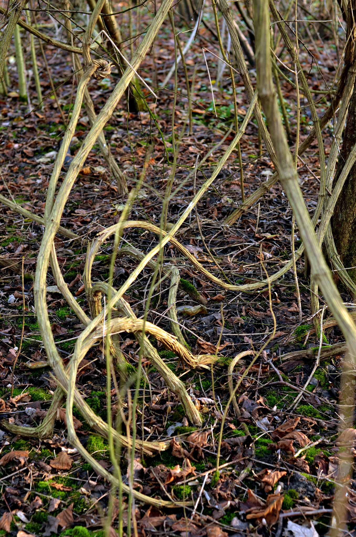 Nikon D7000 + AF Nikkor 50mm f/1.4 sample photo. Winter in the belly of a snake photography