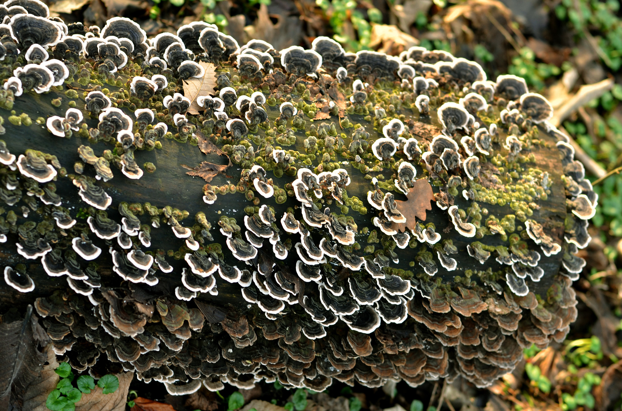 Nikon D7000 sample photo. Winter in the belly of a snake photography