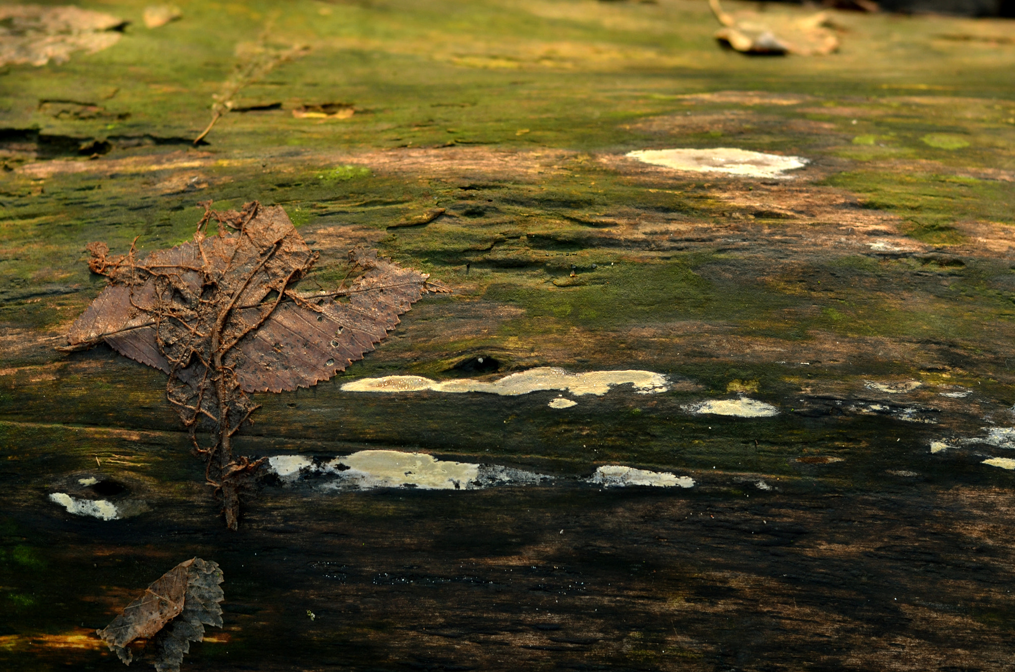 Nikon D7000 + AF Nikkor 50mm f/1.4 sample photo. Winter in the belly of a snake photography