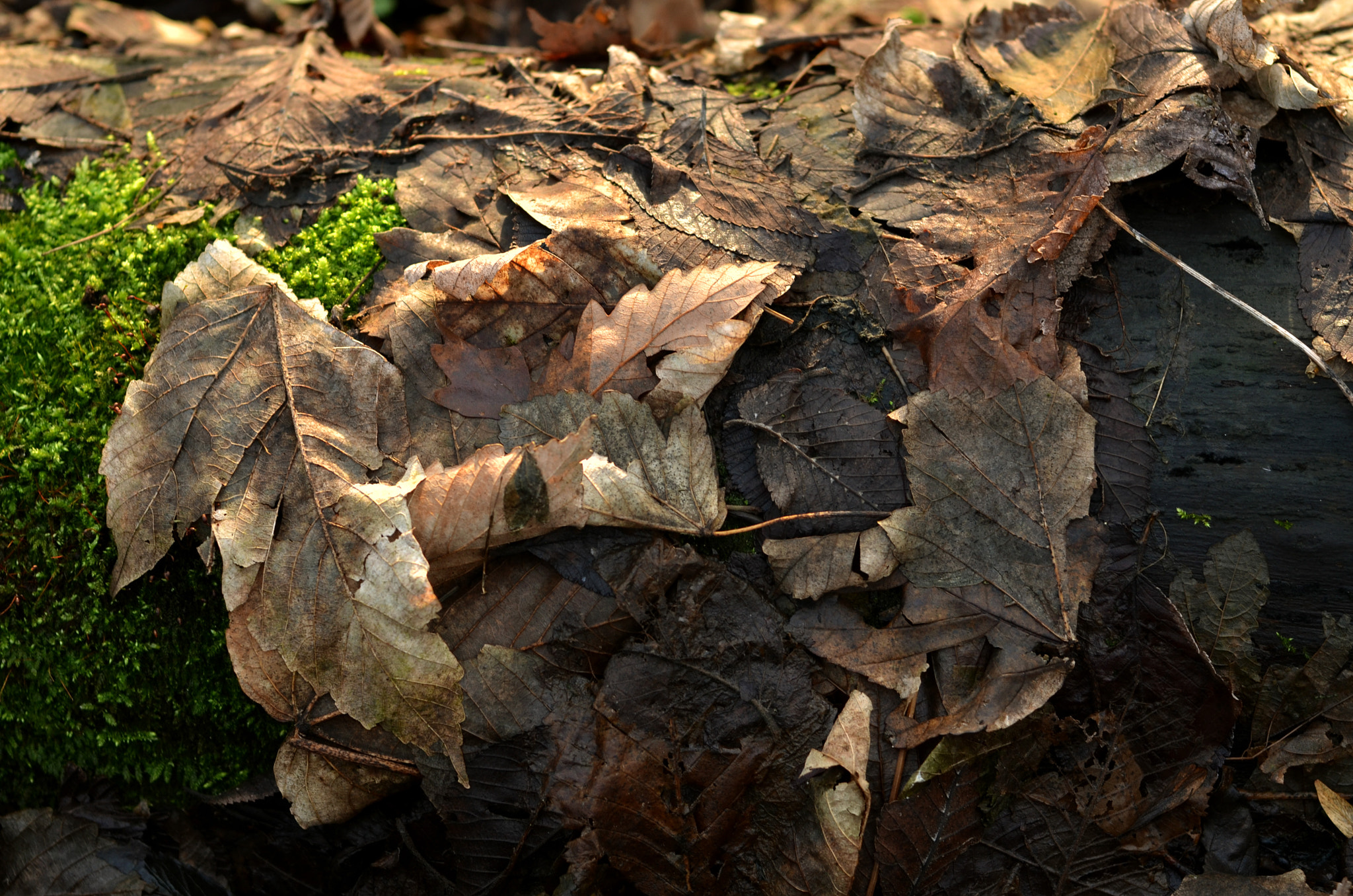 Nikon D7000 + AF Nikkor 50mm f/1.4 sample photo. Winter in the belly of a snake photography