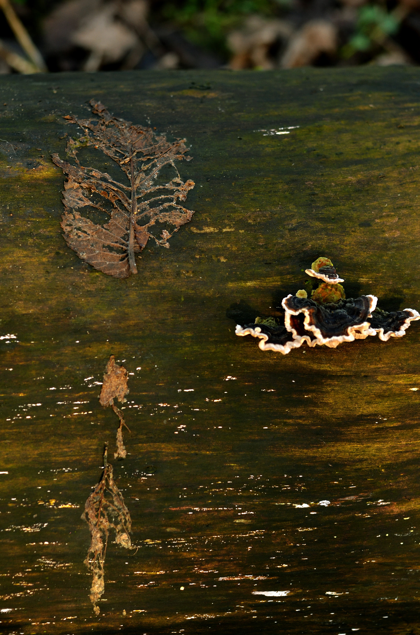 Nikon D7000 + AF Nikkor 50mm f/1.4 sample photo. Winter in the belly of a snake photography