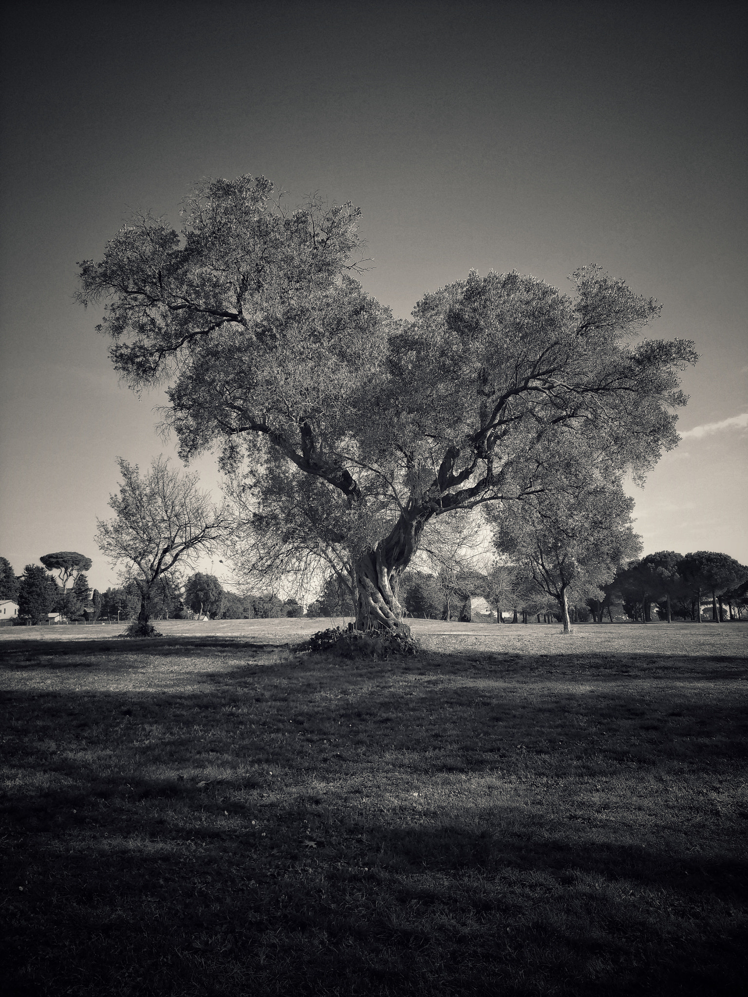 ASUS ZenFone 3 (ZE552KL) sample photo. Old tree photography