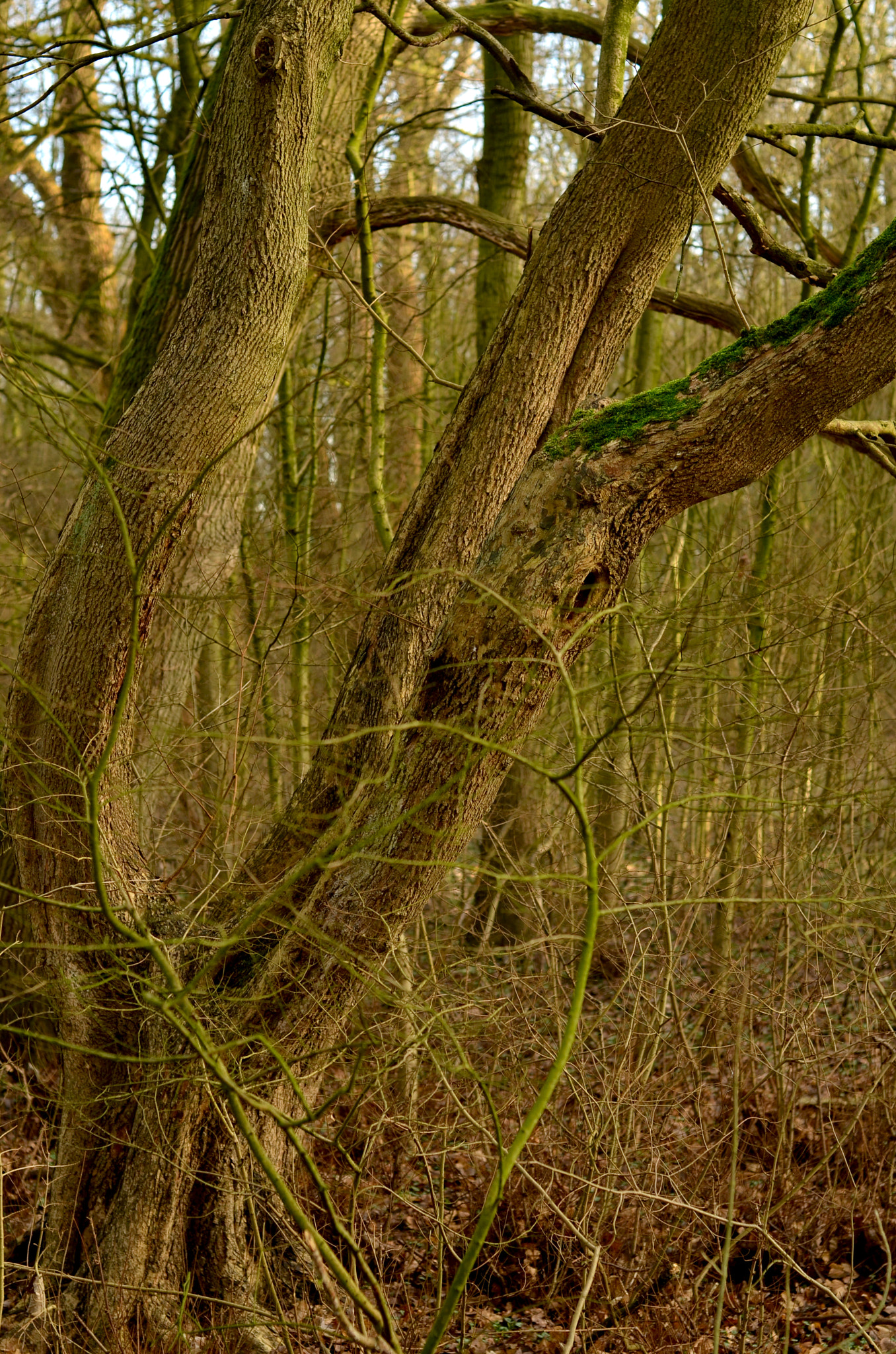 Nikon D7000 + AF Nikkor 50mm f/1.4 sample photo. Winter in the belly of a snake photography