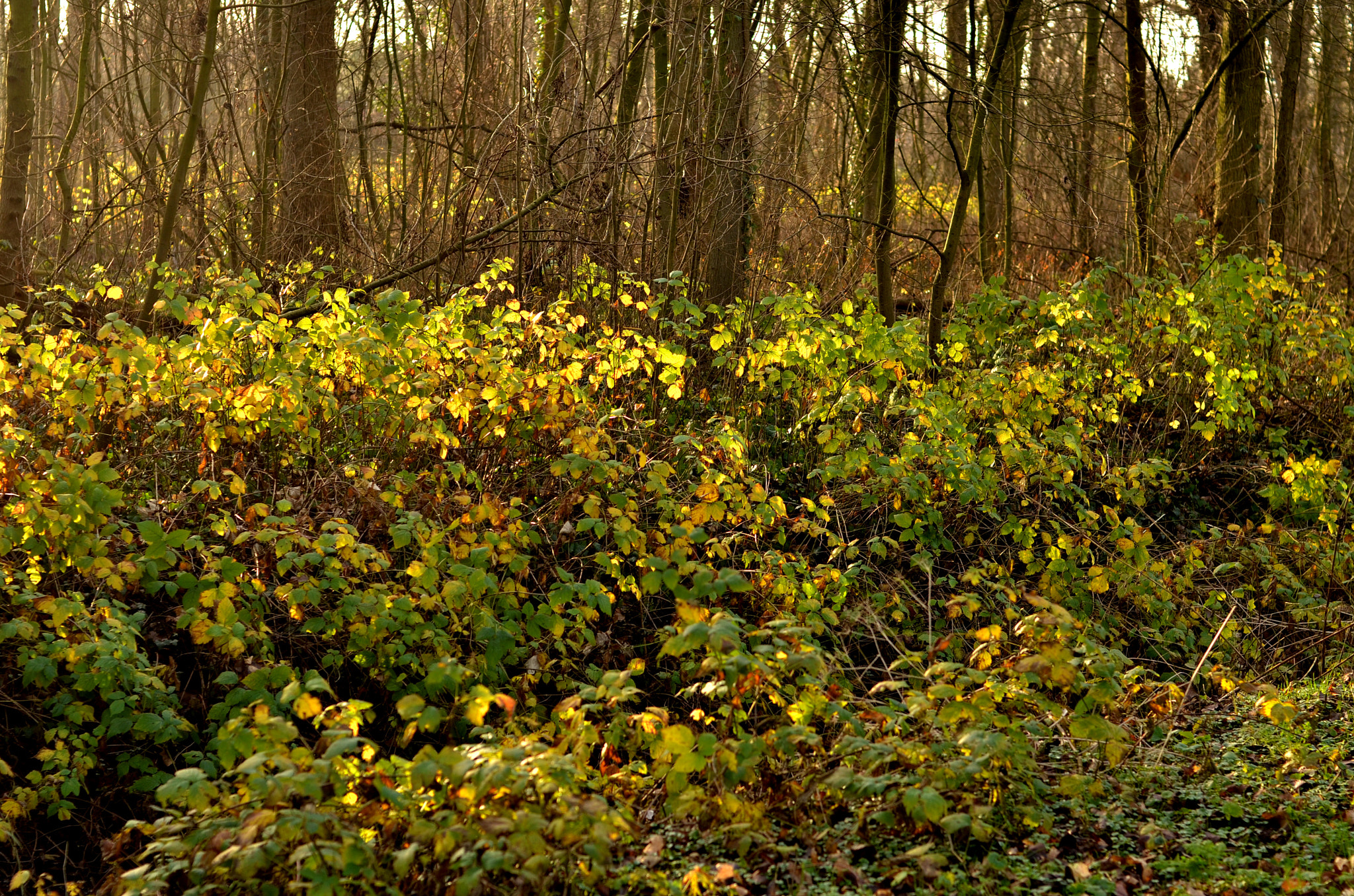 Nikon D7000 sample photo. Winter in the belly of a snake photography