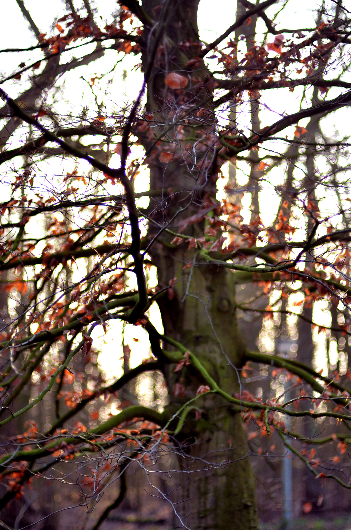 Nikon D7000 + AF Nikkor 50mm f/1.4 sample photo. Winter in the belly of a snake photography