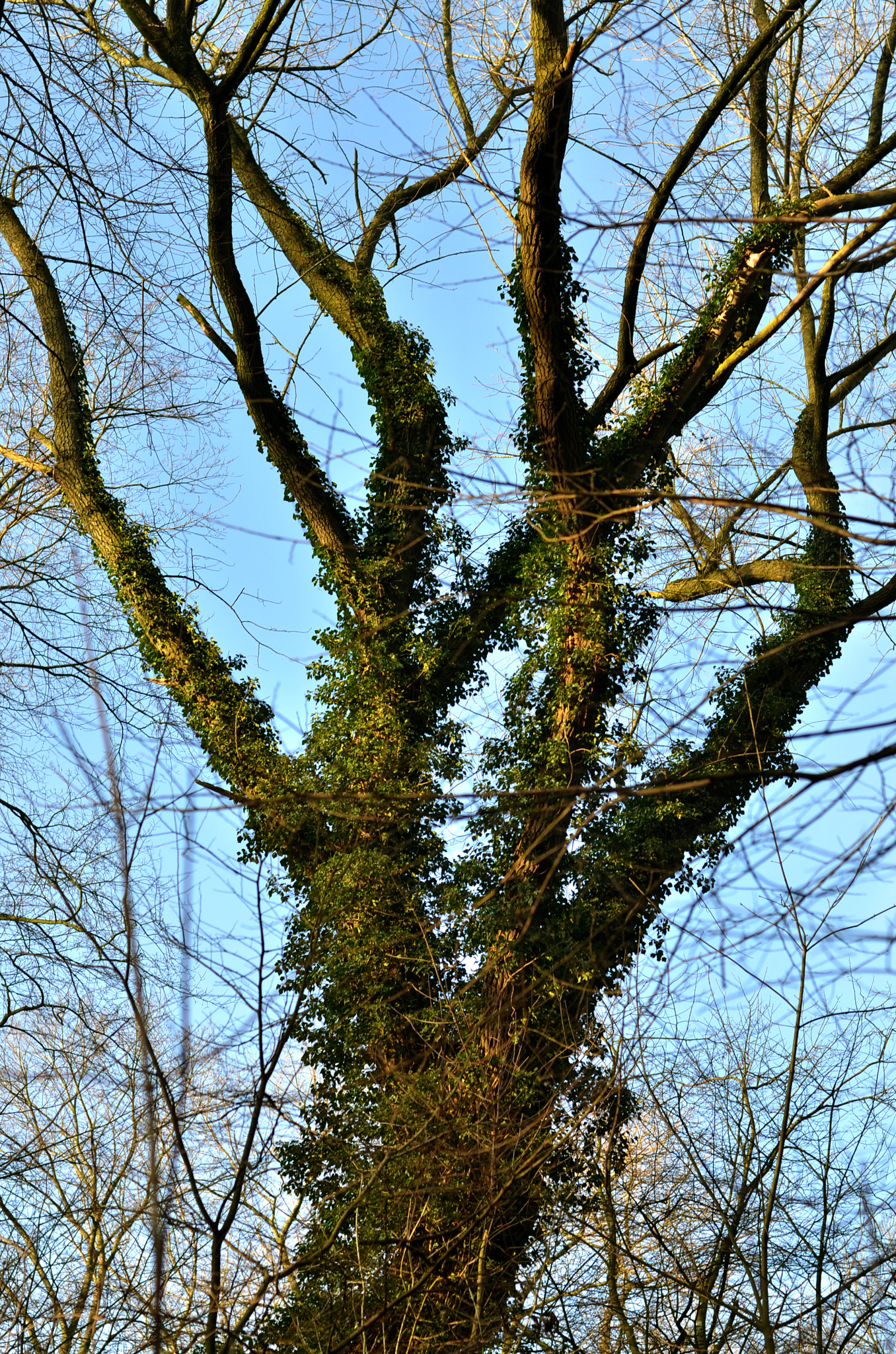 Nikon D7000 sample photo. Winter in the belly of a snake photography