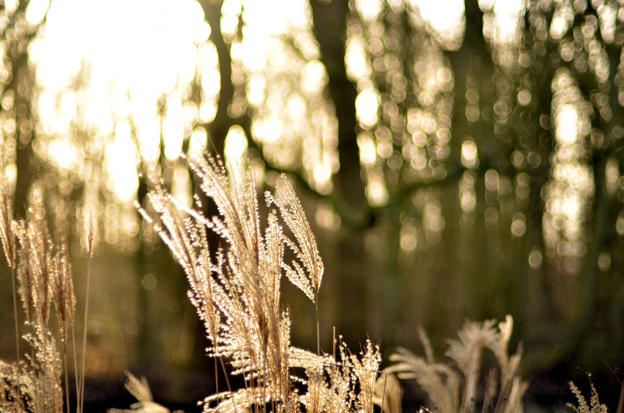 Nikon D7000 + AF Nikkor 50mm f/1.4 sample photo. Winter in the belly of a snake photography