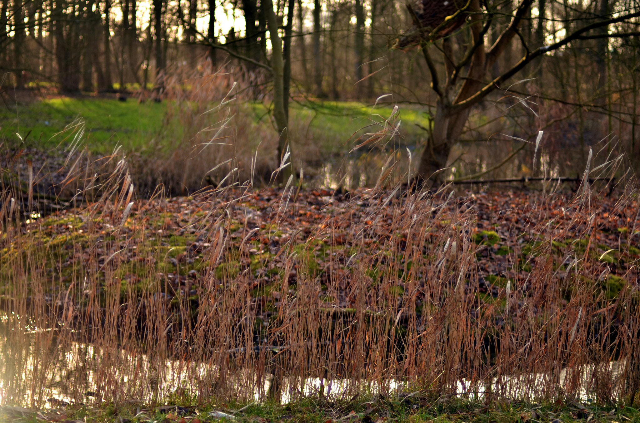 Nikon D7000 + AF Nikkor 50mm f/1.4 sample photo. Winter in the belly of a snake photography