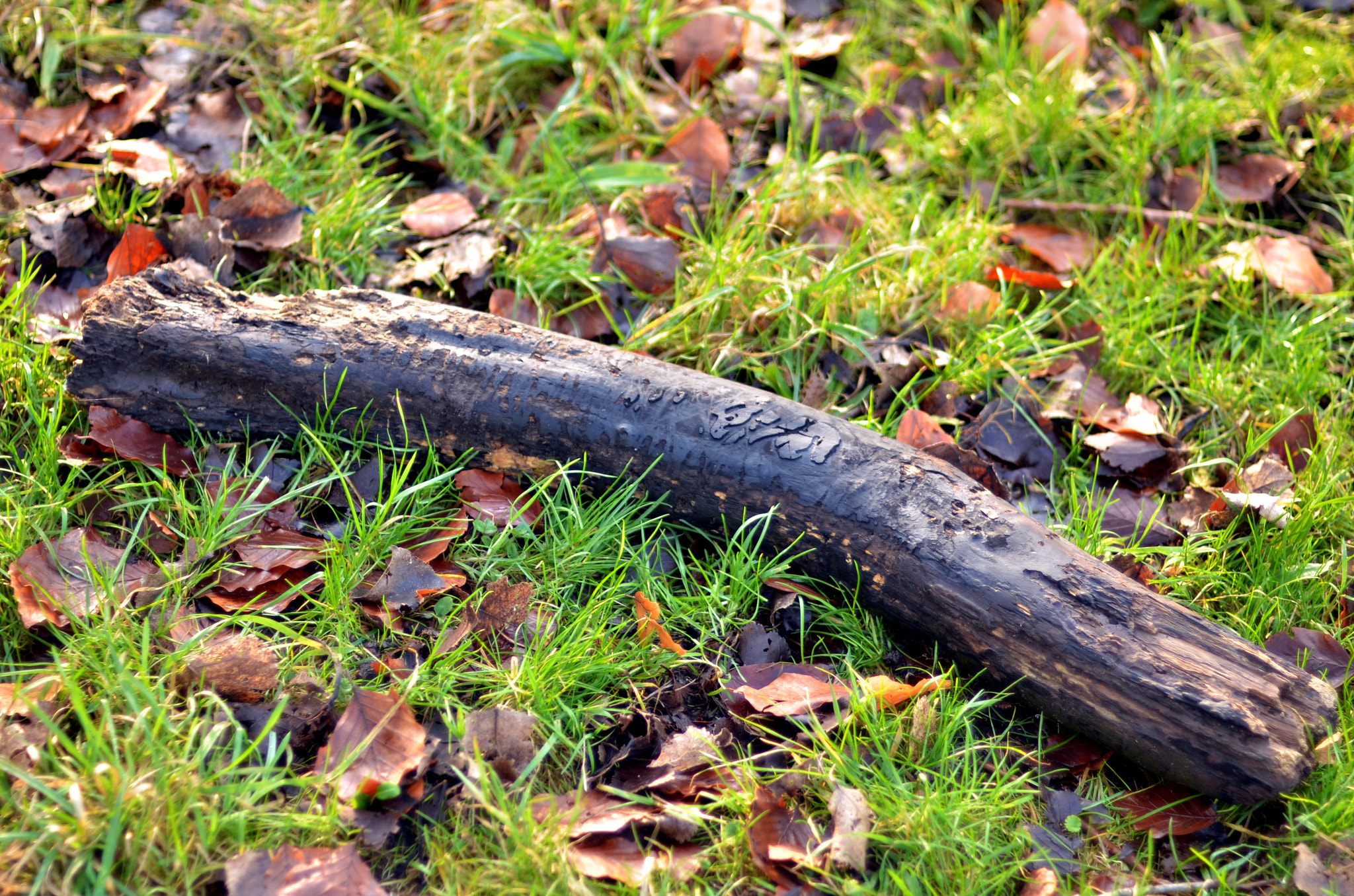 Nikon D7000 + AF Nikkor 50mm f/1.4 sample photo. Winter in the belly of a snake photography