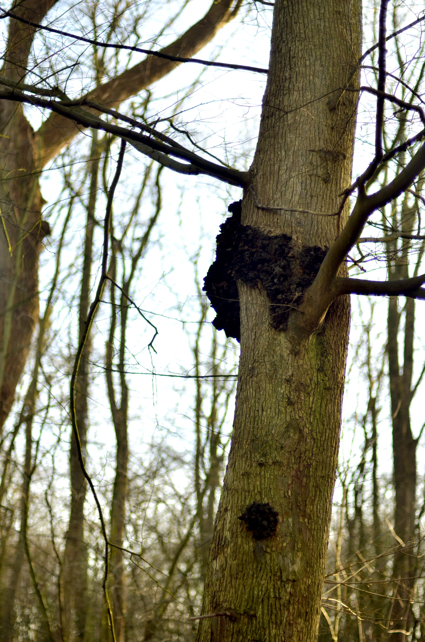 Nikon D7000 + AF Nikkor 50mm f/1.4 sample photo. Winter in the belly of a snake photography