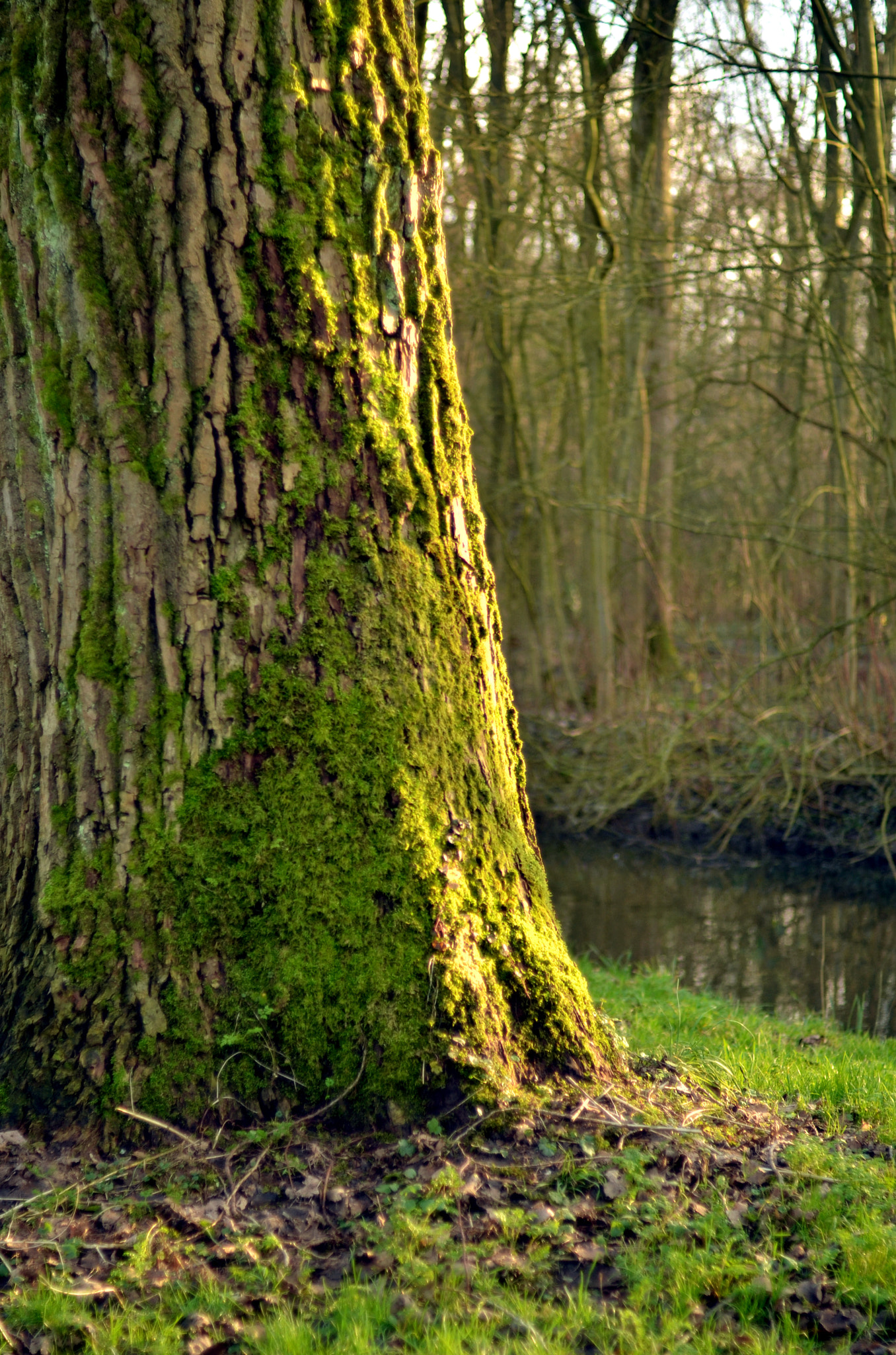 Nikon D7000 + AF Nikkor 50mm f/1.4 sample photo. Winter in the belly of a snake photography