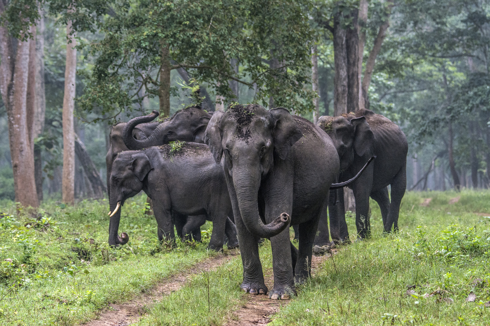 Nikon D7100 sample photo. Herd of asiatic elephants photography