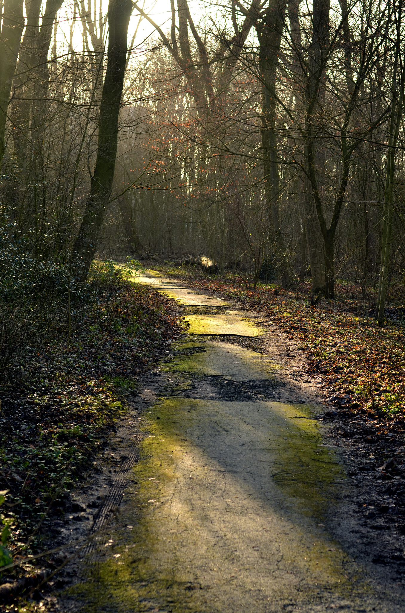 Nikon D7000 + AF Nikkor 50mm f/1.4 sample photo. Winter in the belly of a snake photography