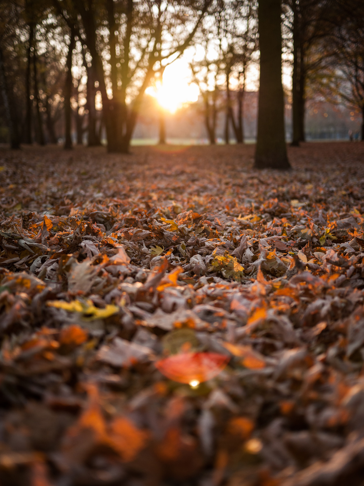 Panasonic Lumix DMC-GF1 sample photo. Autumn sunset photography