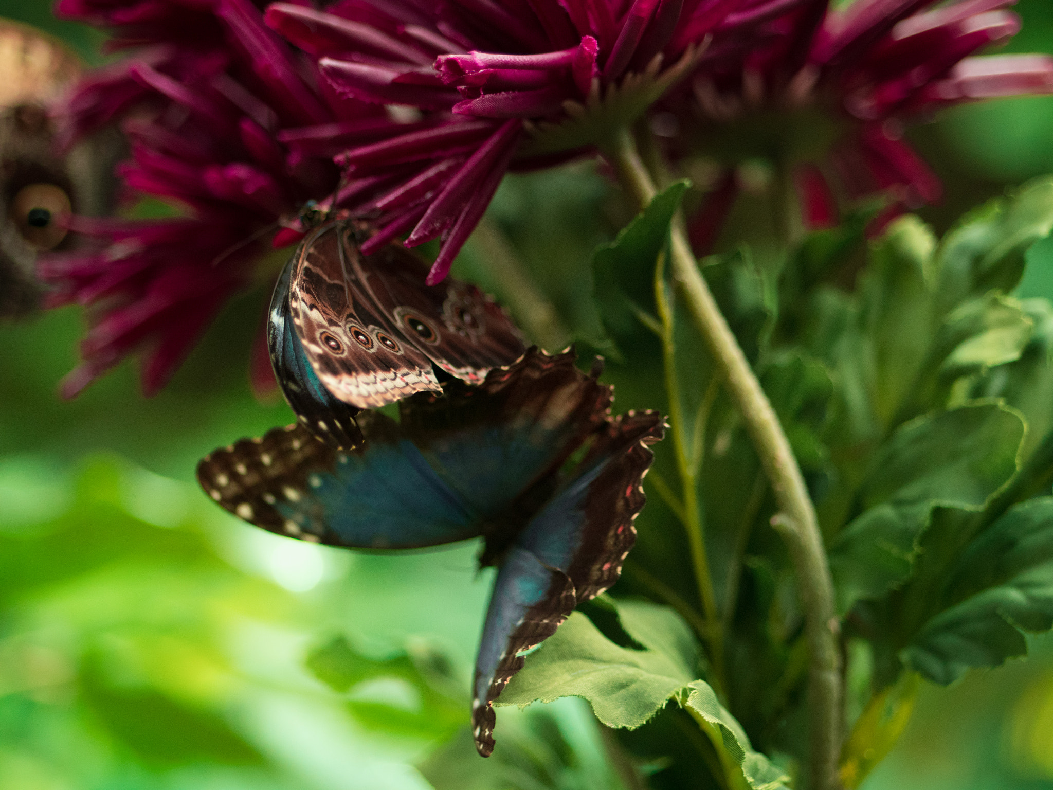 Panasonic Lumix G 42.5mm F1.7 ASPH Power OIS sample photo