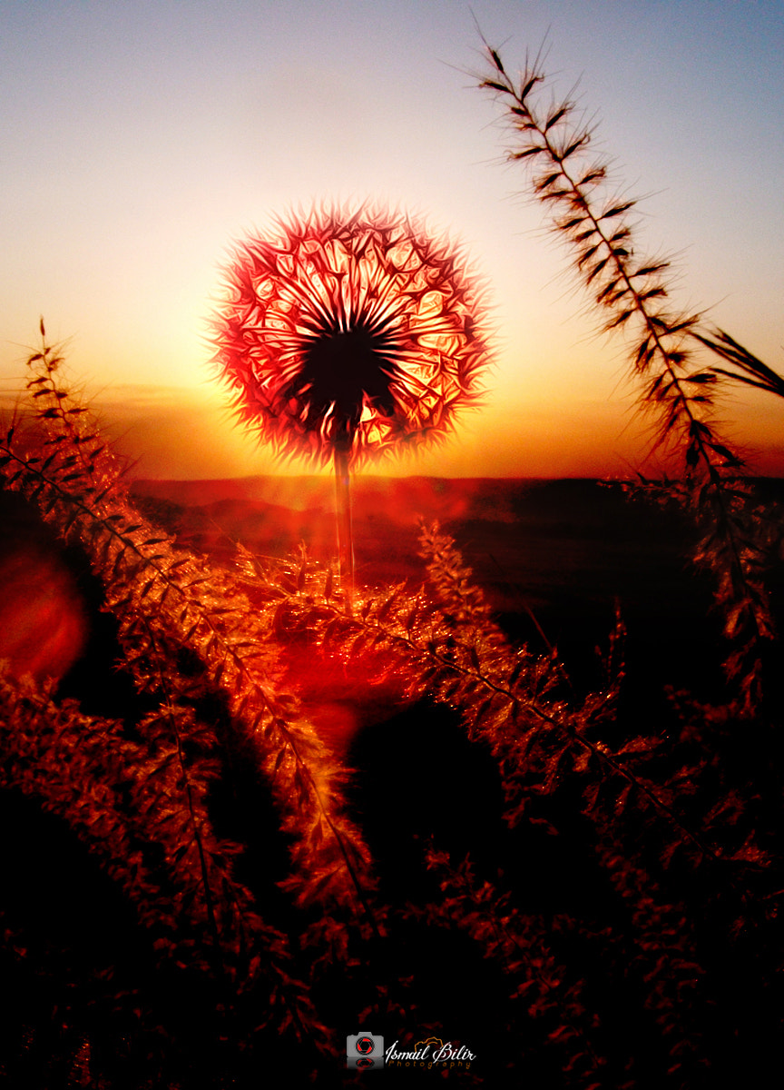 Fujifilm FinePix Z35 sample photo. Dandelion sunset photography