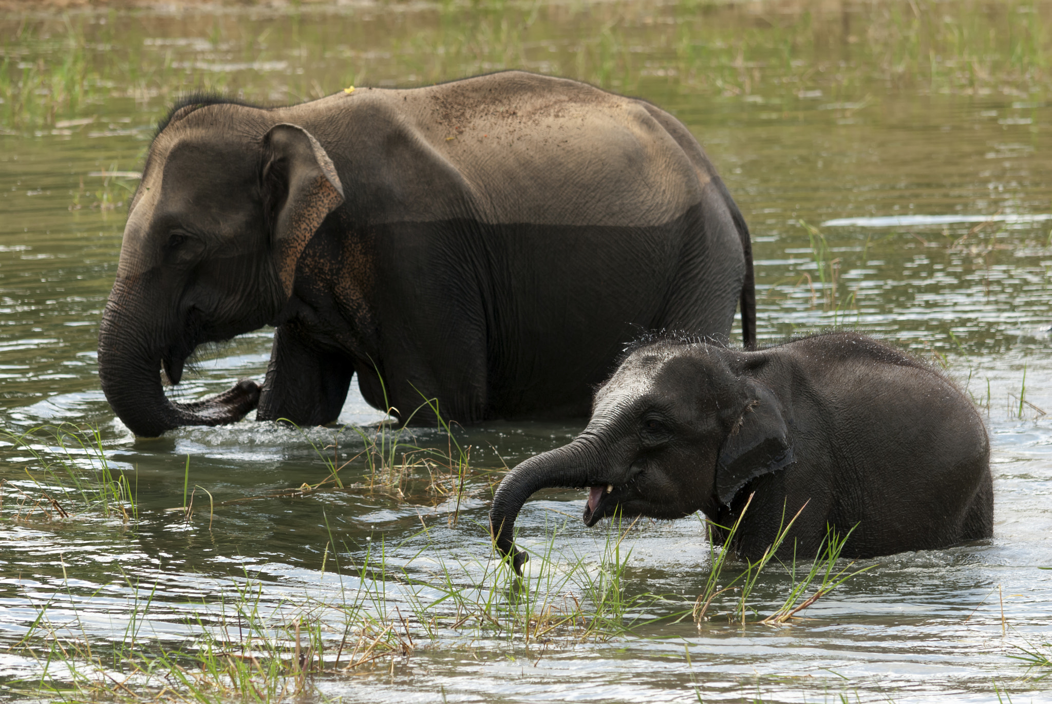 Nikon D80 sample photo. Elephants photography