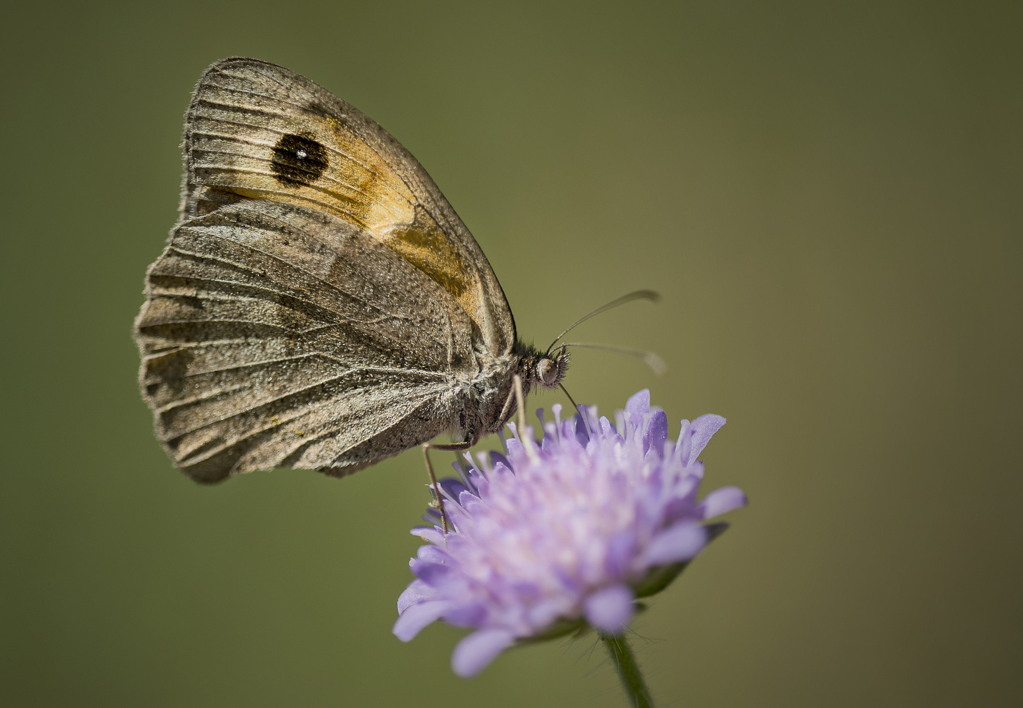 Nikon D800E + Sigma 150mm F2.8 EX DG OS Macro HSM sample photo. Grosses ochsenauge photography