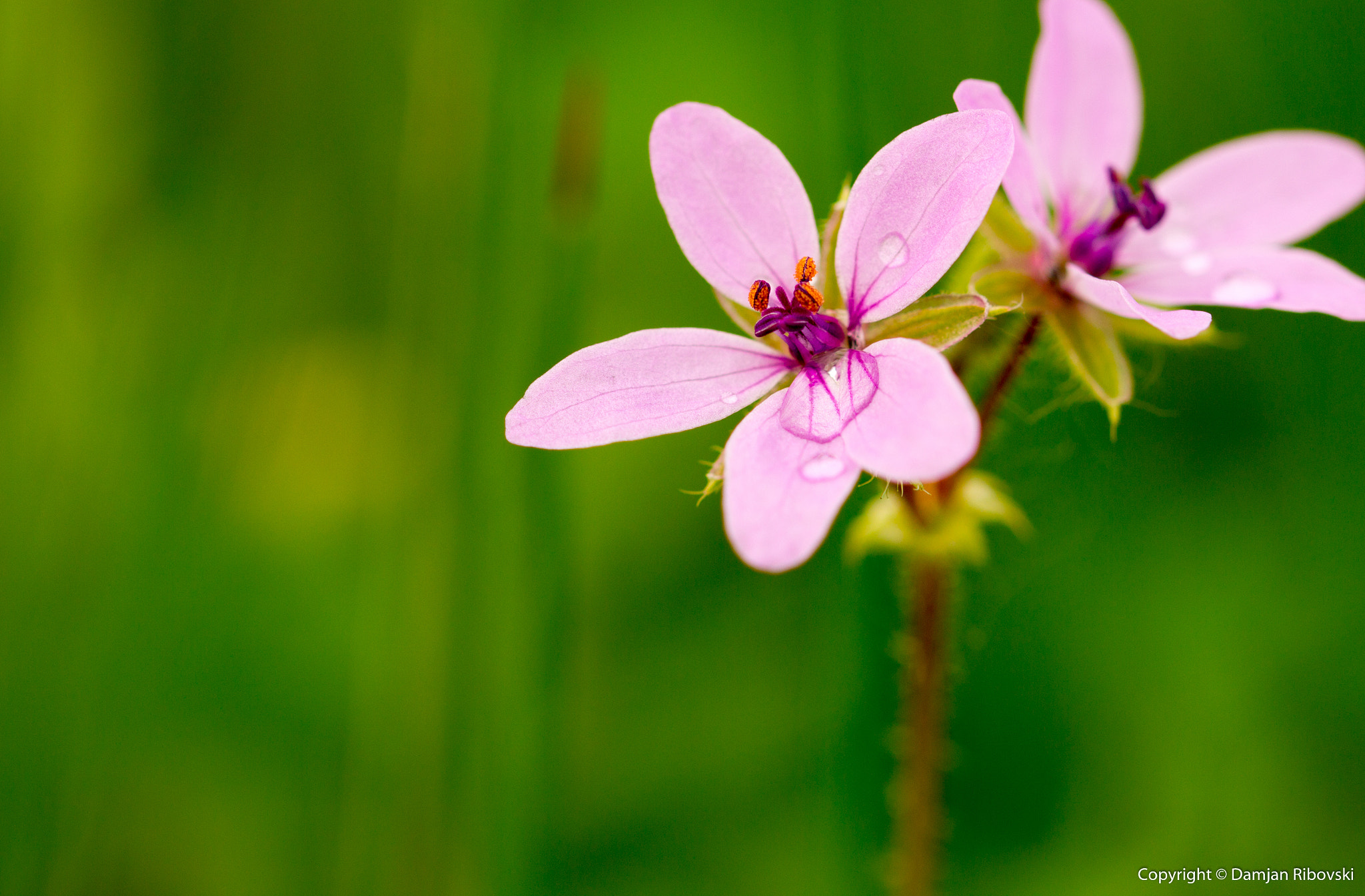 Sigma 105mm F2.8 EX DG OS HSM sample photo. Theresa photography