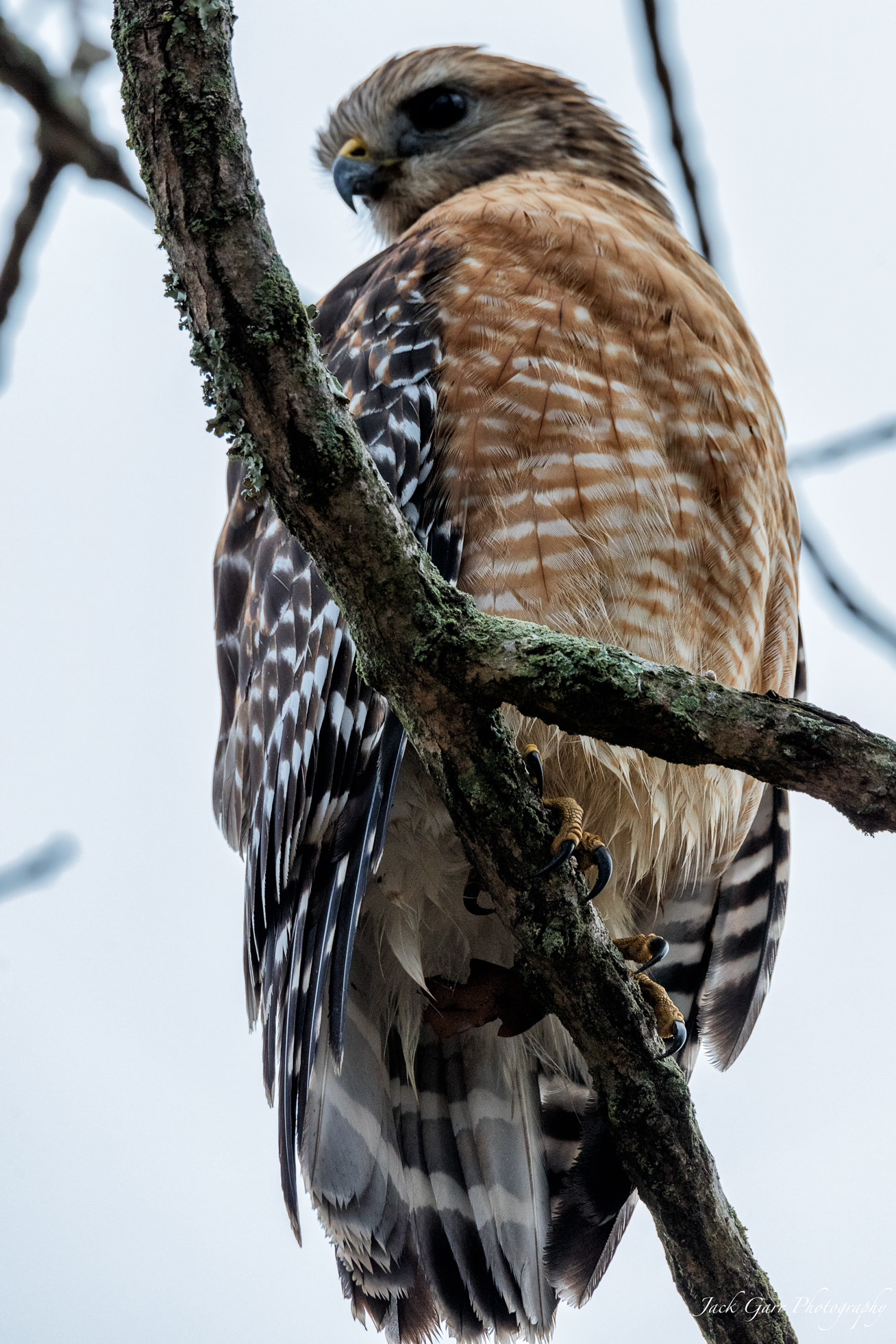 150-600mm F5-6.3 DG OS HSM | Sports 014 sample photo. Red-shouldered hawk closeup photography