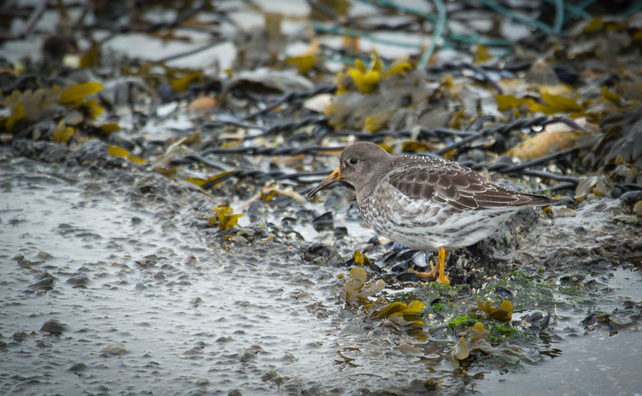 Canon EF 100-400mm F4.5-5.6L IS USM sample photo. Purple sandpiper in winter photography