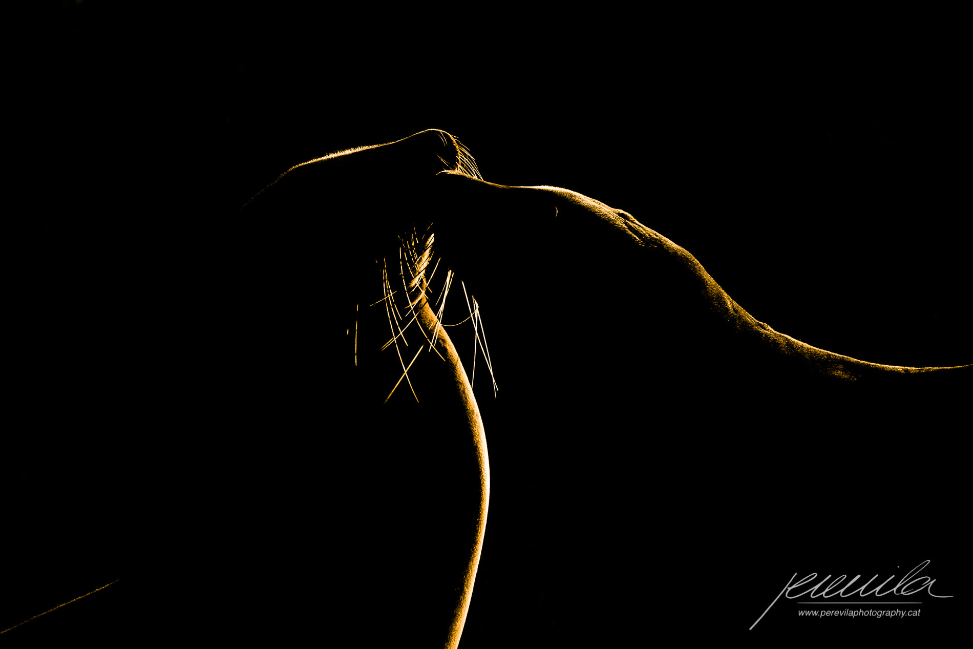 Canon EF 200-400mm F4L IS USM Extender 1.4x sample photo. Golden sea lion photography