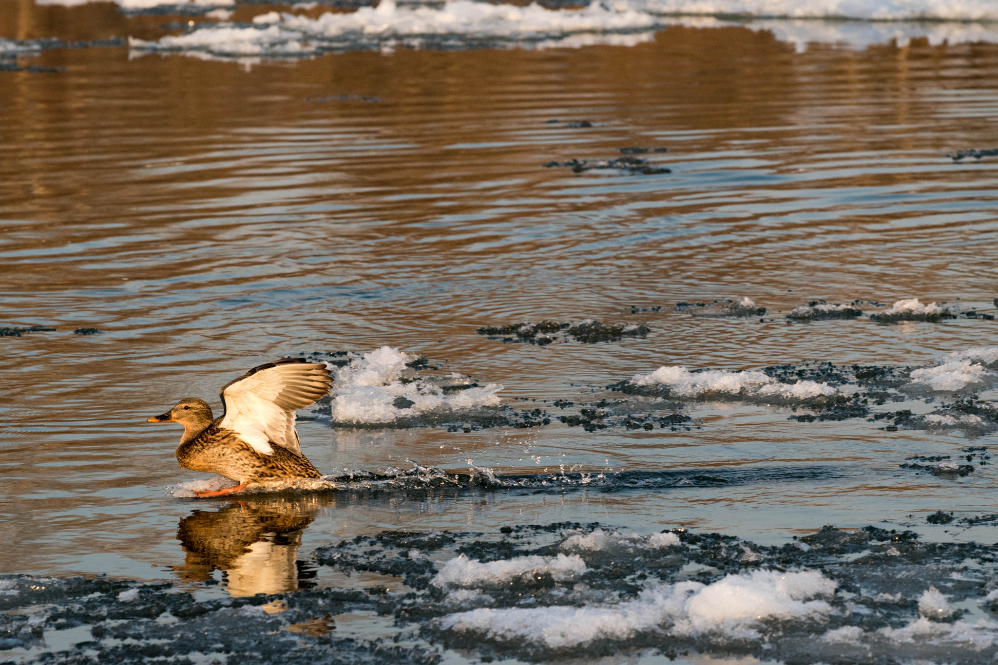 Nikon D5500 sample photo. Duck landing photography