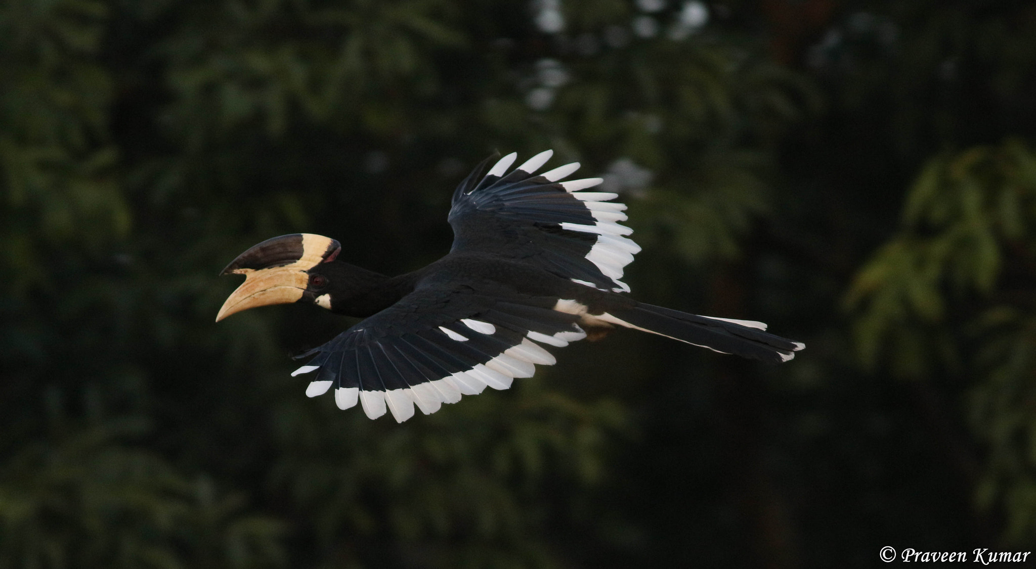 Canon EOS 700D (EOS Rebel T5i / EOS Kiss X7i) + Canon EF 400mm F5.6L USM sample photo. Hornbill photography