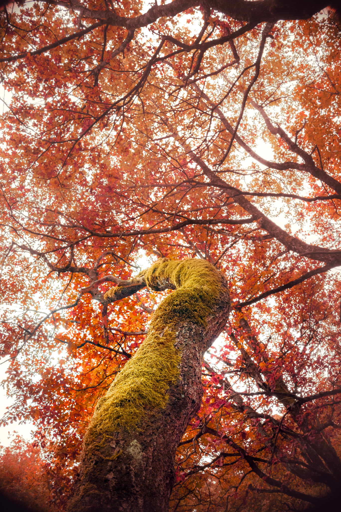 Nikon D750 + Nikon AF-S DX Nikkor 35mm F1.8G sample photo. Red tree photography