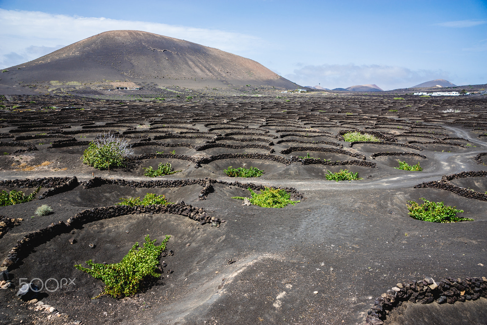 Sony a7R sample photo. Traditional wine growing canarias photography
