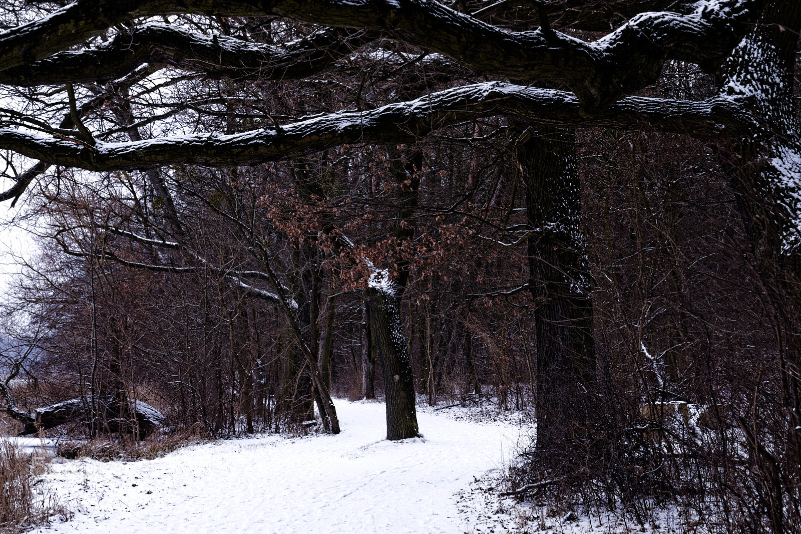 Sony Alpha DSLR-A700 sample photo. Trees. photography