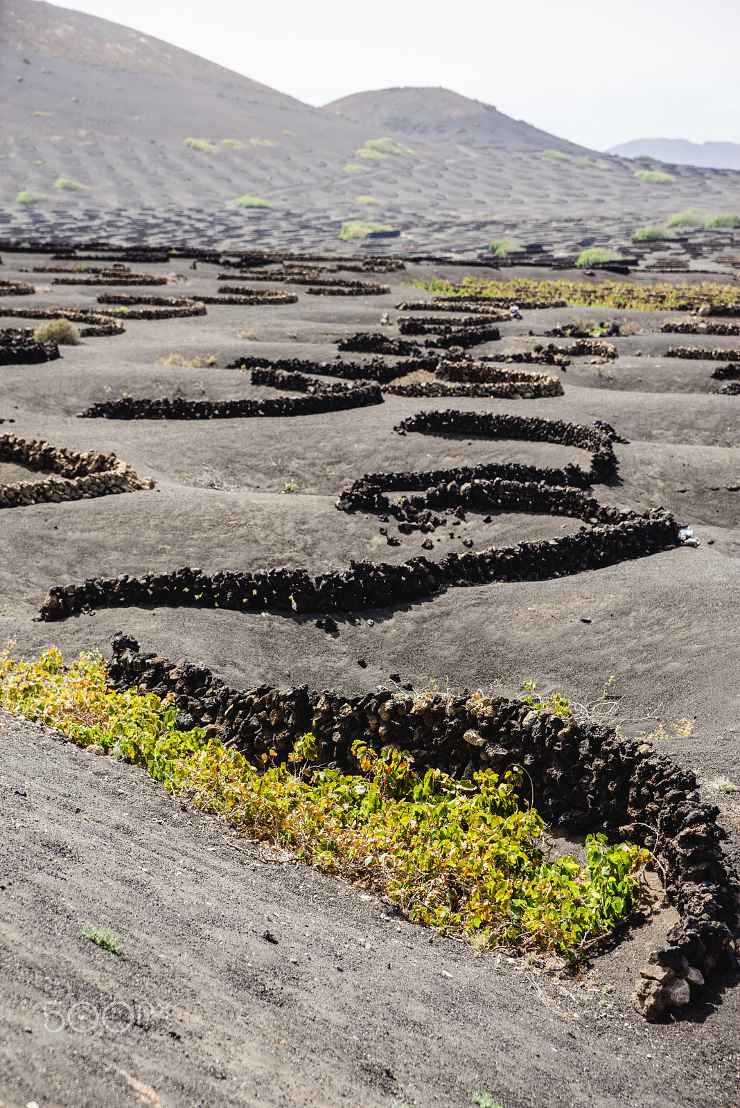 Sony a7R sample photo. Traditional wine growing canarias photography