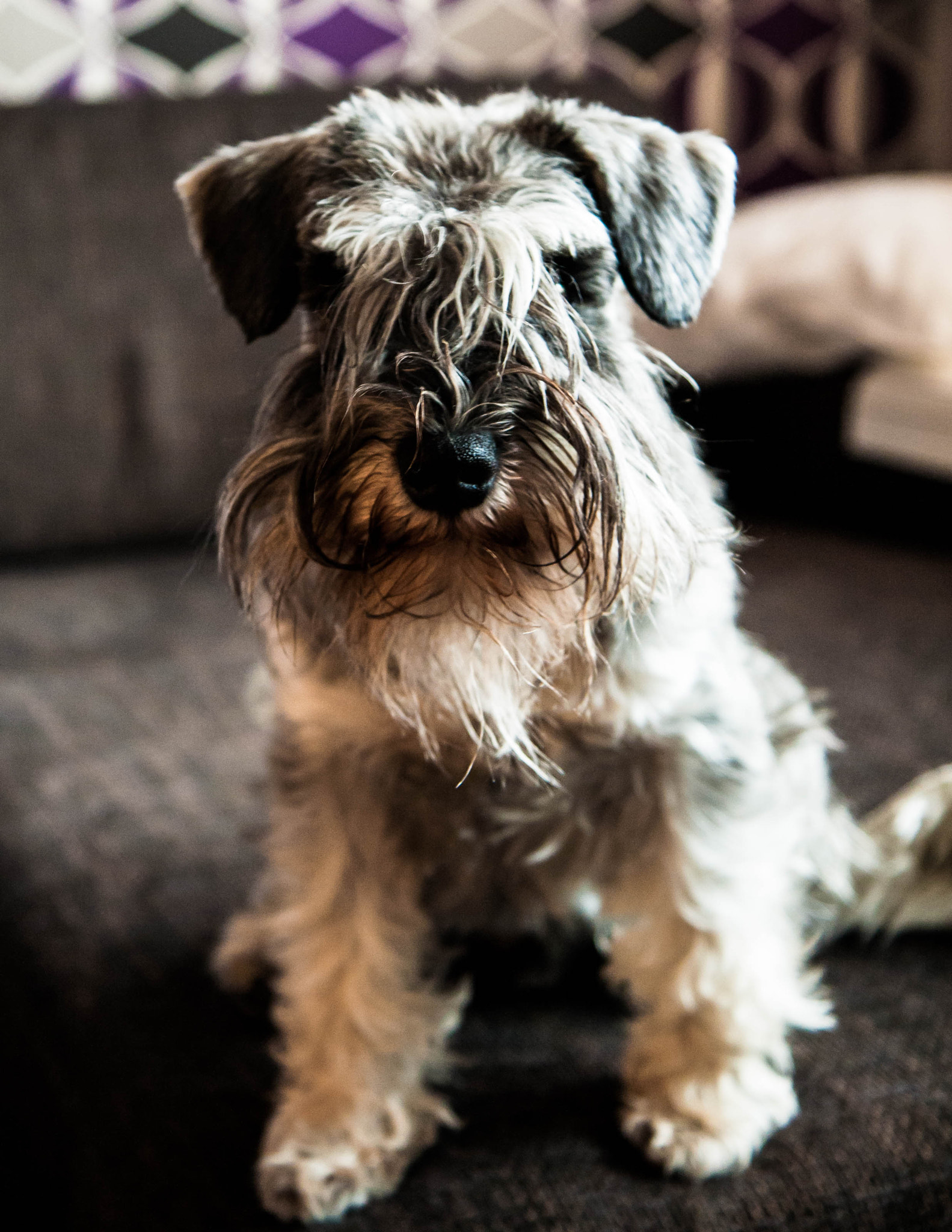 Canon EF-S 17-55mm F2.8 IS USM sample photo. Curious dog photography