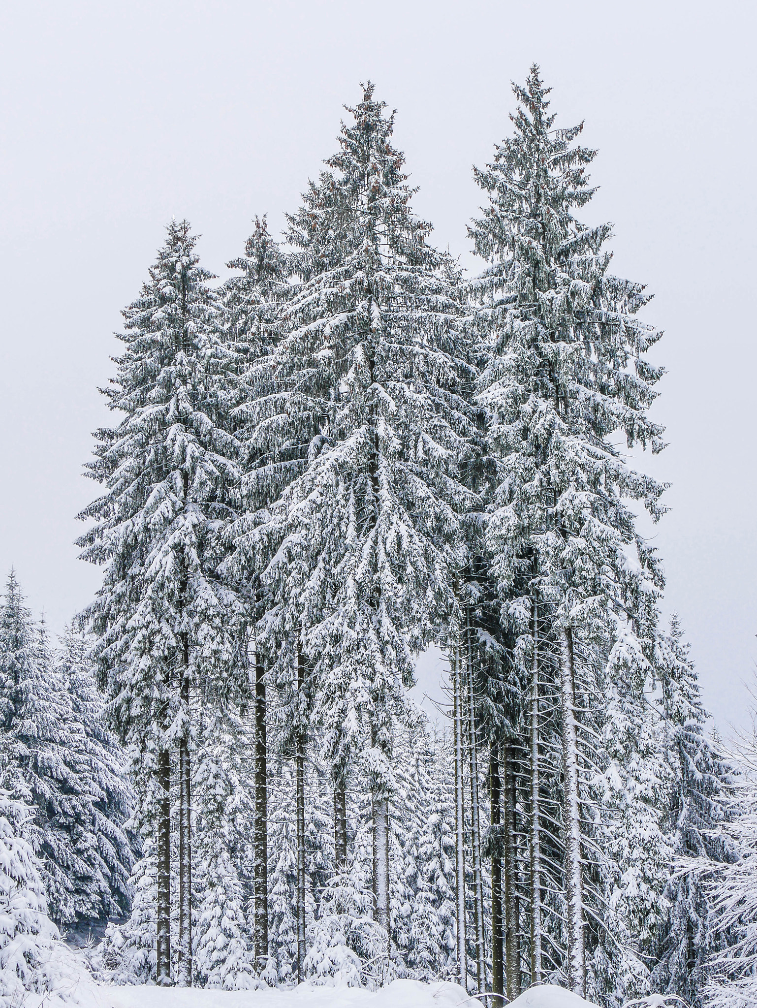 Panasonic DMC-G81 sample photo. Winter trees photography