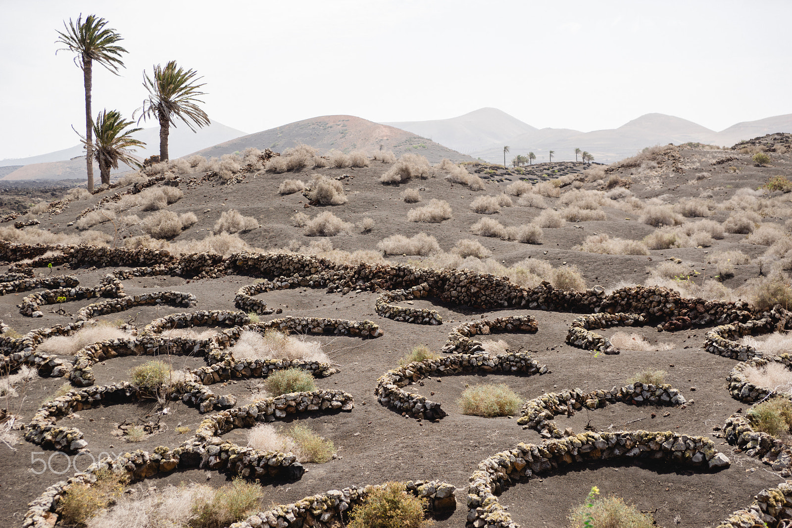 Sony a7R sample photo. Traditional wine growing canarias photography