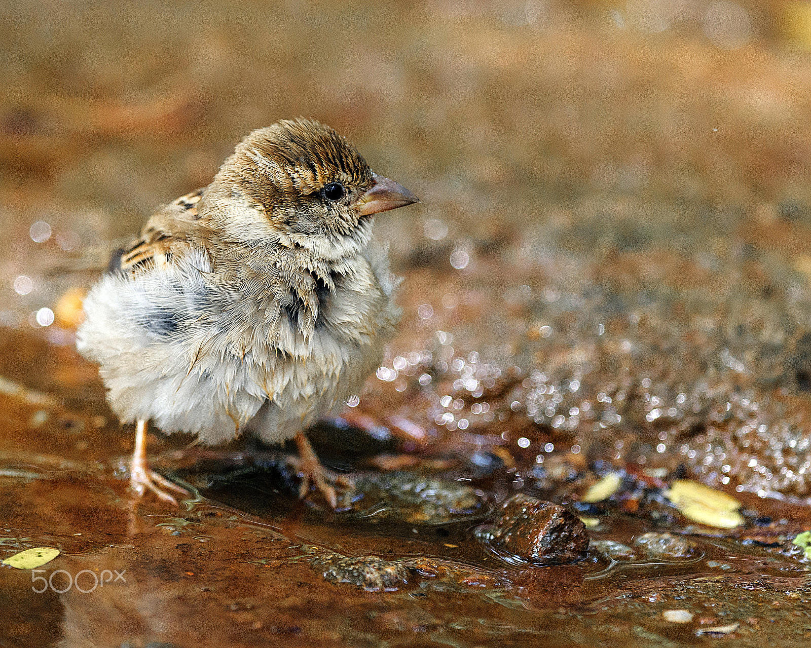 Nikon AF-S Nikkor 600mm F4E FL ED VR sample photo. Birdiee cooling off ! photography