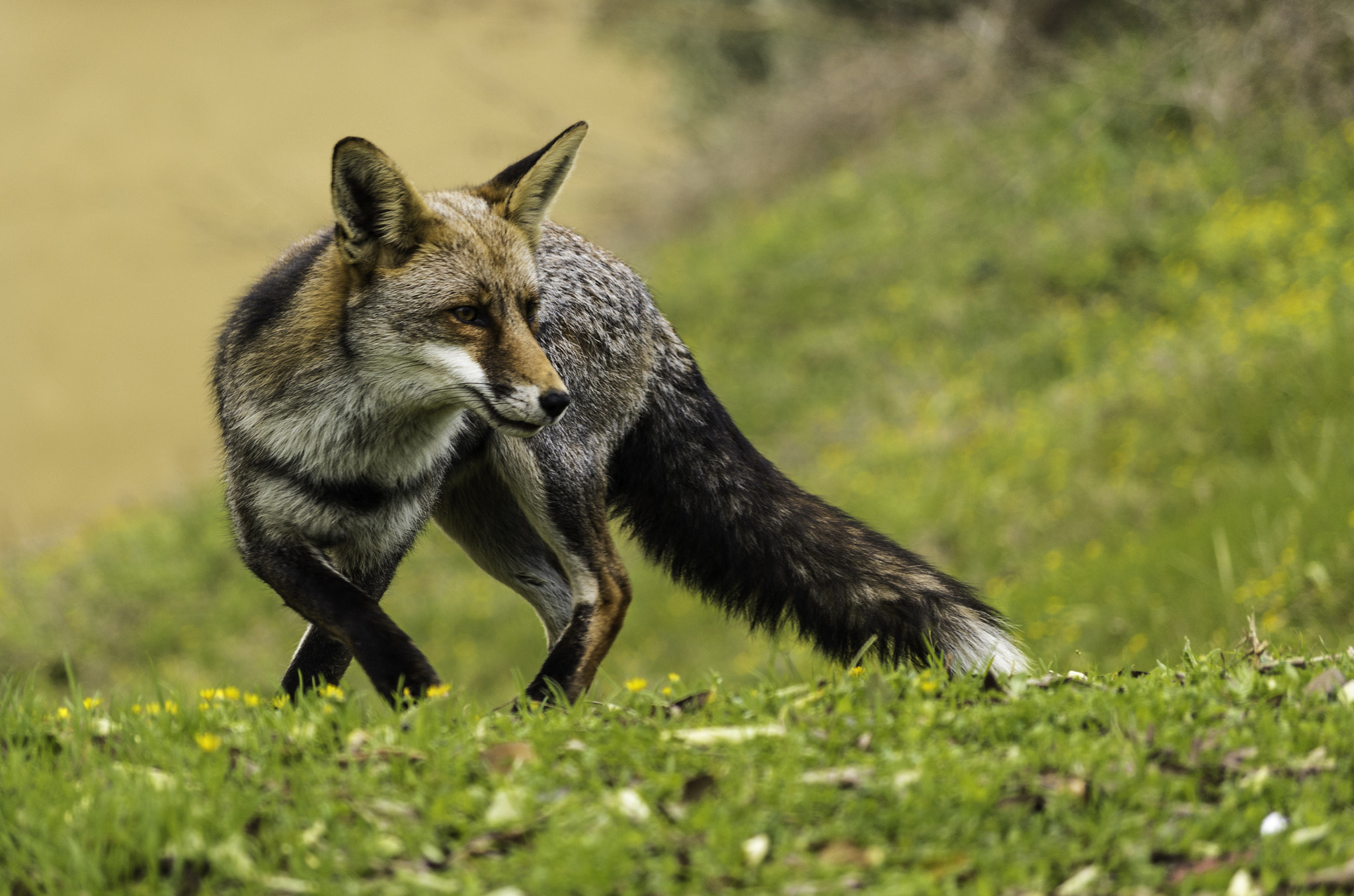 Pentax K-x + smc PENTAX-DA L 50-200mm F4-5.6 ED sample photo. Vulpes vulpes photography