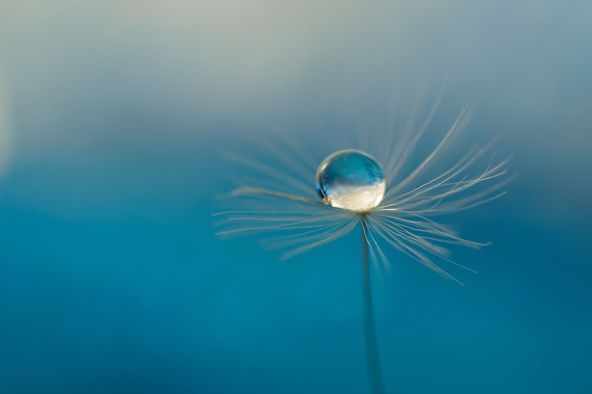 Sigma 105mm F2.8 EX DG OS HSM sample photo. Upside down photography