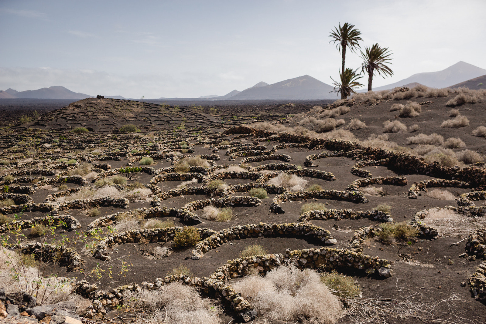 Sony a7R sample photo. Traditional wine growing canarias photography