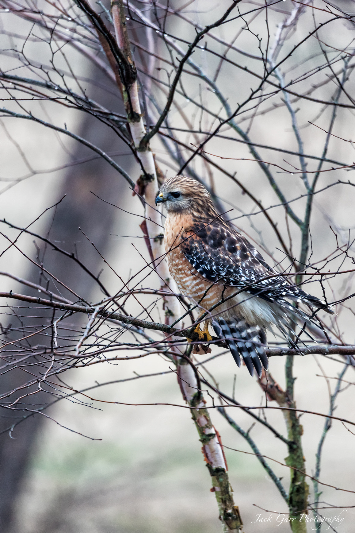Canon EOS 5DS + 150-600mm F5-6.3 DG OS HSM | Sports 014 sample photo. Red-shouldered hawk hunting in the fog photography