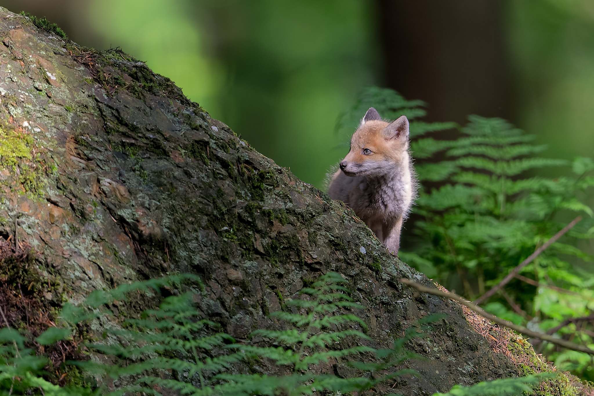 Nikon D610 + Nikon AF-S Nikkor 600mm F4G ED VR sample photo. Renardeau photography