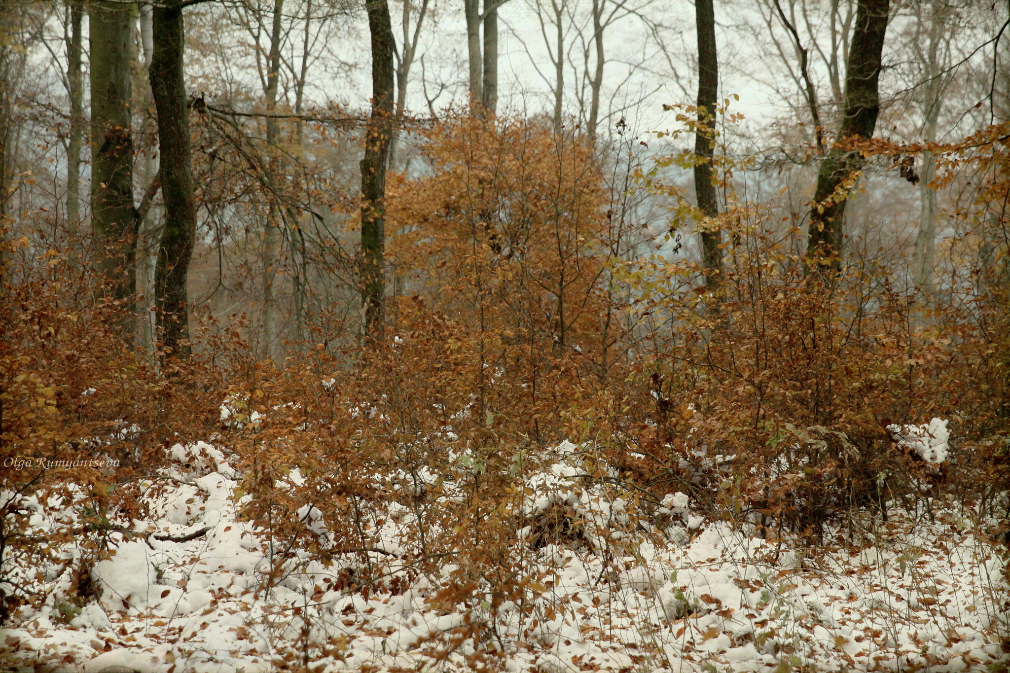 Canon EF 24-70mm F2.8L II USM sample photo. Winter. photography