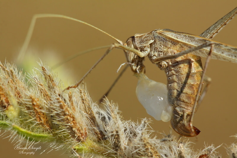 Canon 150mm sample photo. Tylopsis lilifolia photography