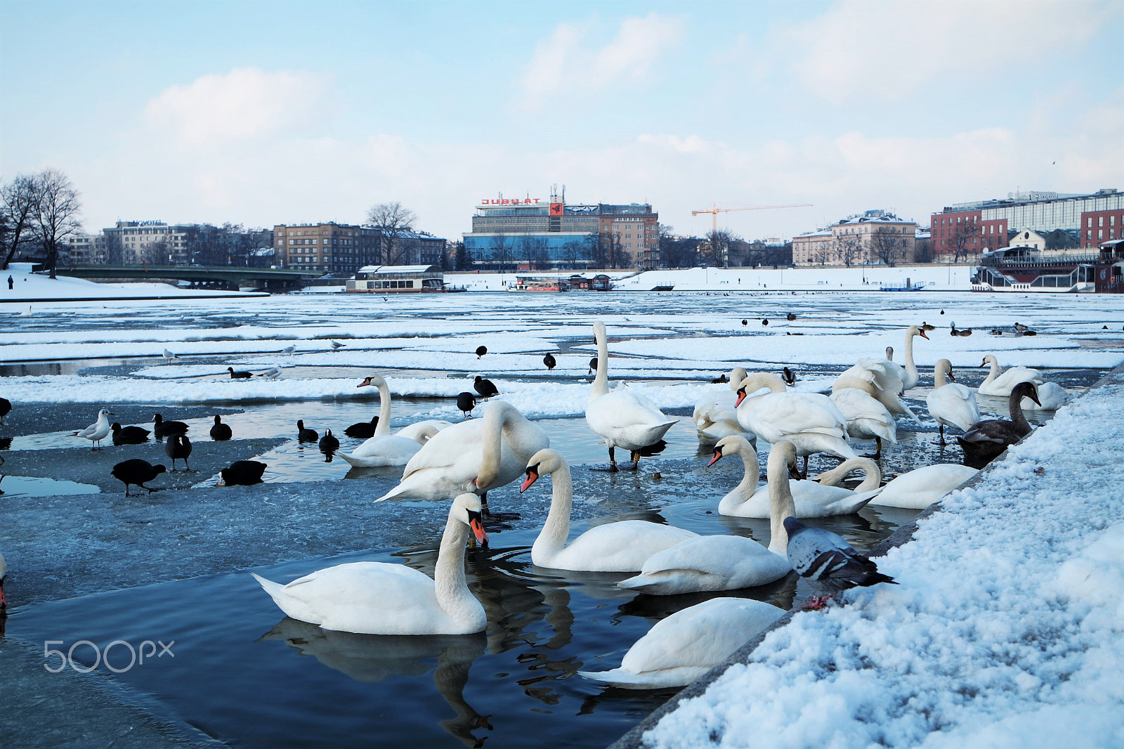Samsung NX 16-50mm F3.5-5.6 Power Zoom ED OIS sample photo. Icy swan photography