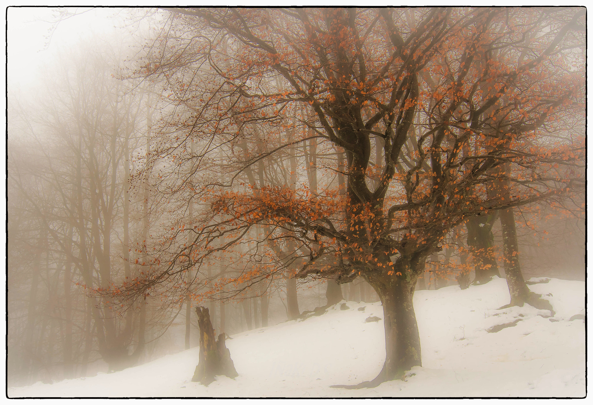 Nikon D5300 sample photo. Fog and snow in gorbea photography