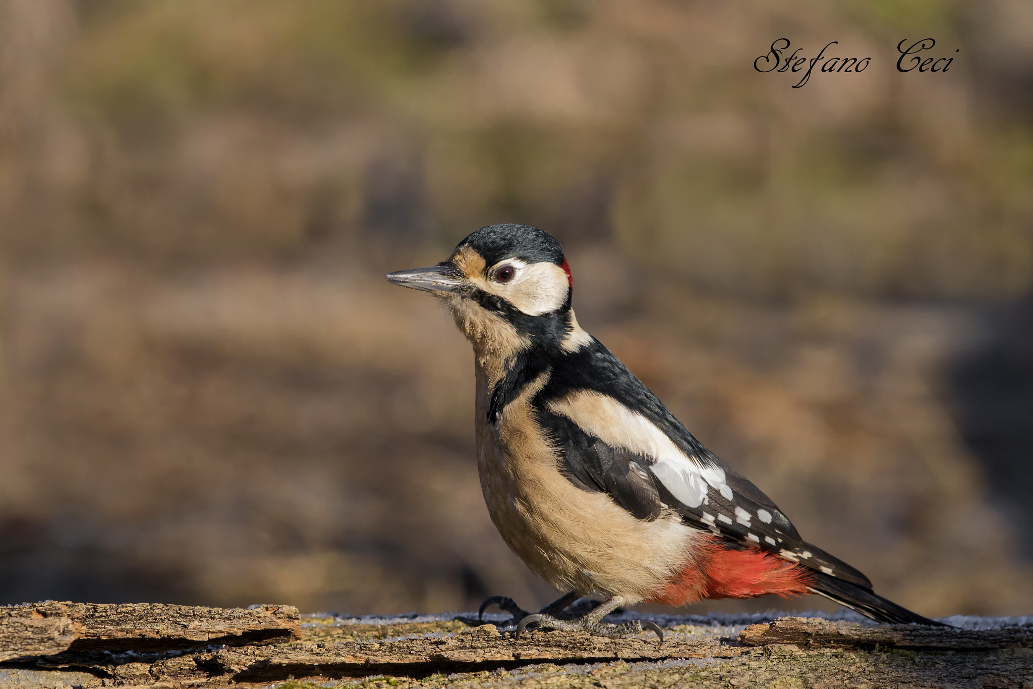 Canon EF 500mm F4L IS II USM sample photo. Picchio rosso maschio(woodpecker) photography