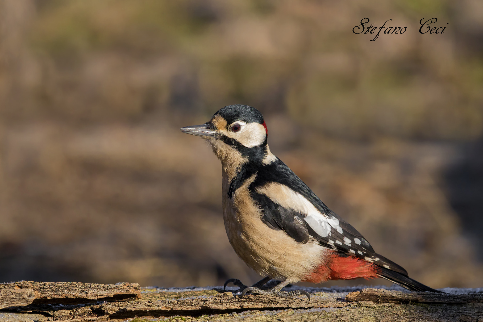 Canon EOS 5D Mark IV + Canon EF 500mm F4L IS II USM sample photo. Picchio rosso maschio(woodpecker) photography